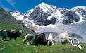 „Yak“ mucche tibetane di Reinhold Messner