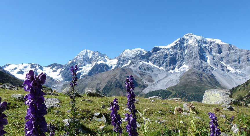 Sommerurlaub in Sulden am Ortler Südtirol/Italien